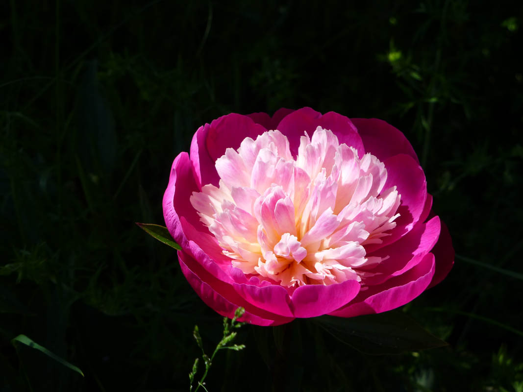 Paeonia 'Gay Paree' photo